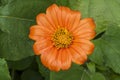 Single flower of bright orange Mexican Sunflower, Tithonia rotundifolia Ã¢â¬ËGoldfingerÃ¢â¬â¢, wet with rain. Dark green leaves behind Royalty Free Stock Photo